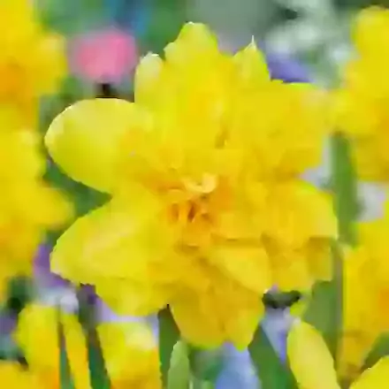 Tete-Boucle